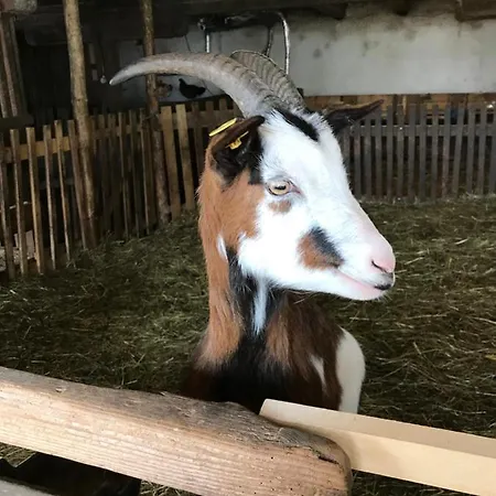 Charmante Gaestewohnung In Altem In Alpiner Alleinlage Stanz Im Murztal