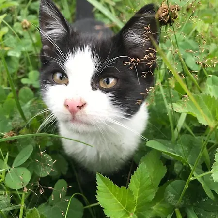 Charmante Gaestewohnung In Altem In Alpiner Alleinlage Appartamento Stanz Im Murztal