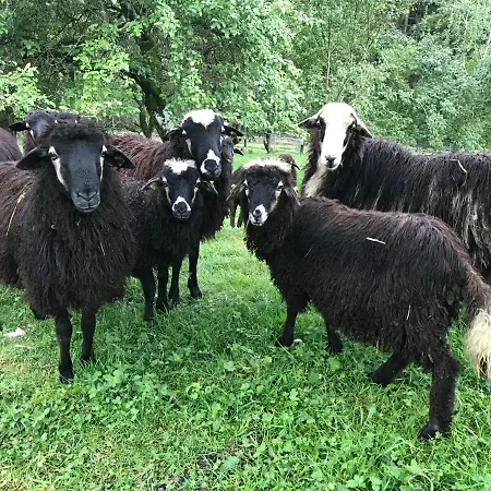 Lejlighed Charmante Gaestewohnung In Altem In Alpiner Alleinlage