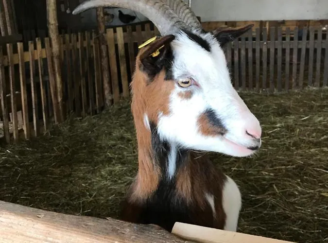 Charmante Gaestewohnung In Altem In Alpiner Alleinlage Stanz Im Murztal