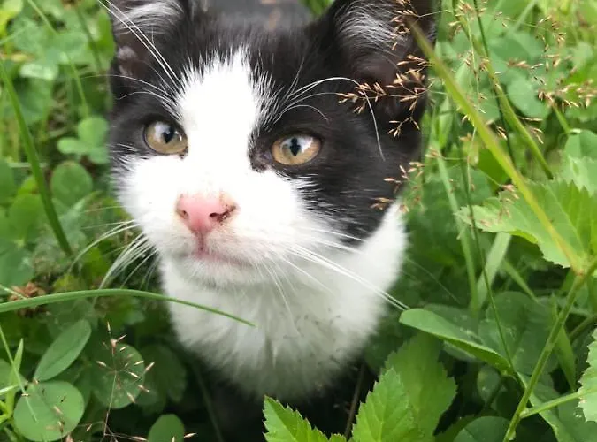 Charmante Gaestewohnung In Altem In Alpiner Alleinlage Apartman Stanz Im Murztal